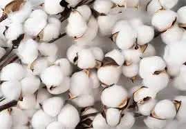 Cotton Fabric